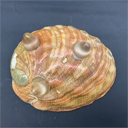 Conchology: selection of shells, including gold pearl oyster shell, mother of pearl turbo marmaratus shell, Cypraecassis Rufa red helmet shell, Mitre shell, Paua shell and others, largest D19cm