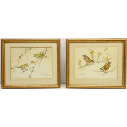  'Goldcrests' and 'Stonechats', pair watercolours signed by Daisy Smith (British 1891-1963) 15cm x 20cm (2)  