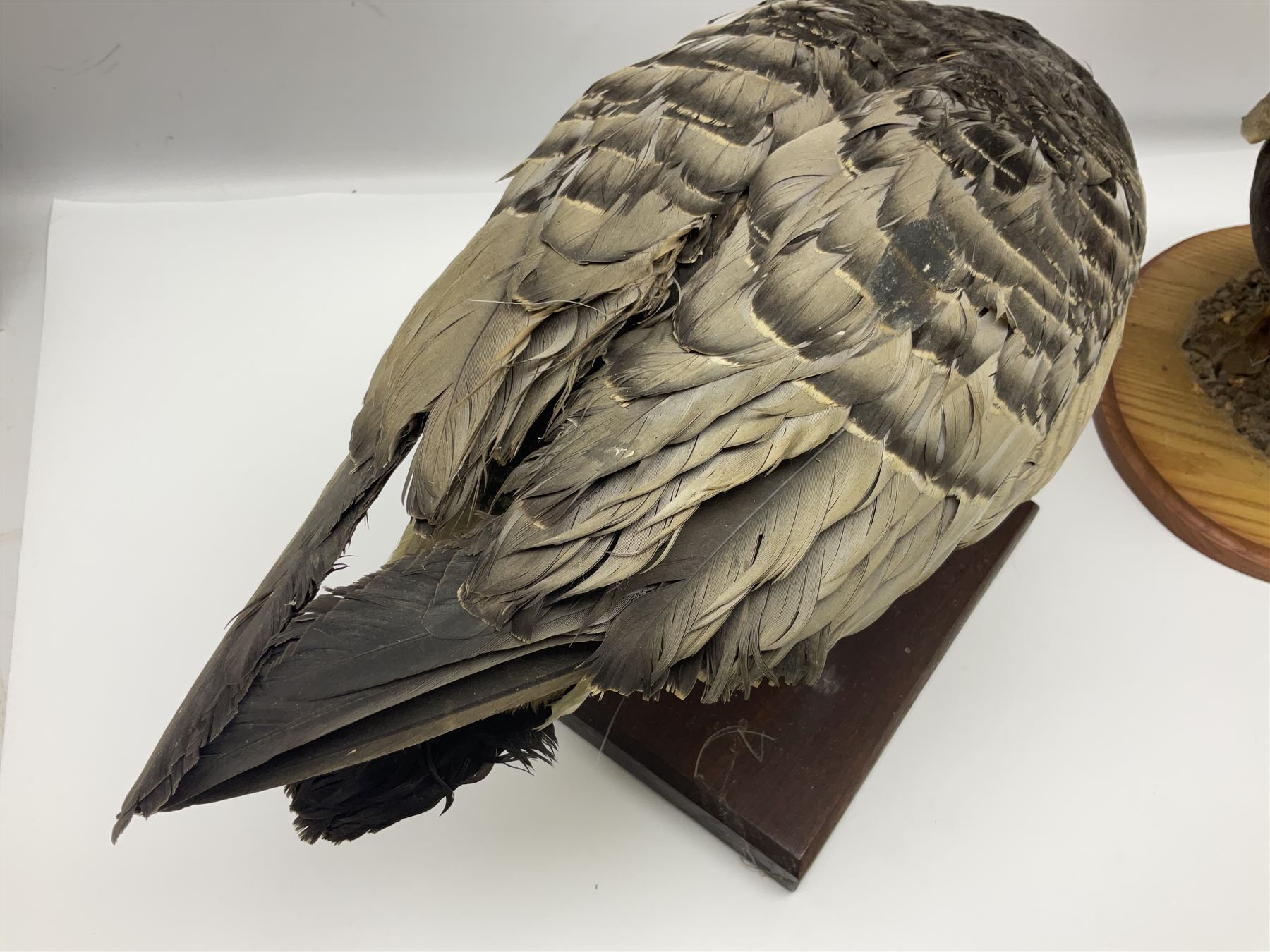 Taxidermy; Barnacle goose (Branta leucopsis), full adult mount, upon a rectangular base, together with Mallard (Anas platyrhynchos), full mount drake, upon an oval base, goose H28cm