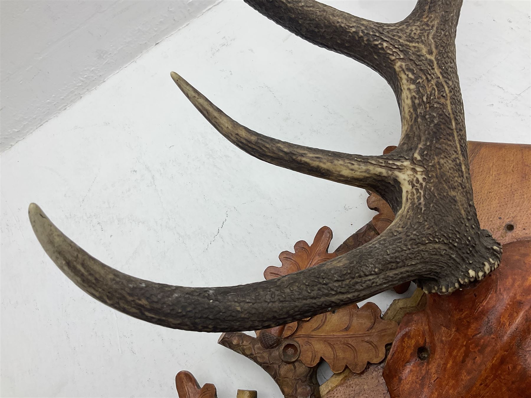 Antlers/Horns: European Royal Red Deer Antlers (Cervus elaphus hippalaphus), twelve point antlers, mounted upon a carved and pierced shield H120cm D64cm
