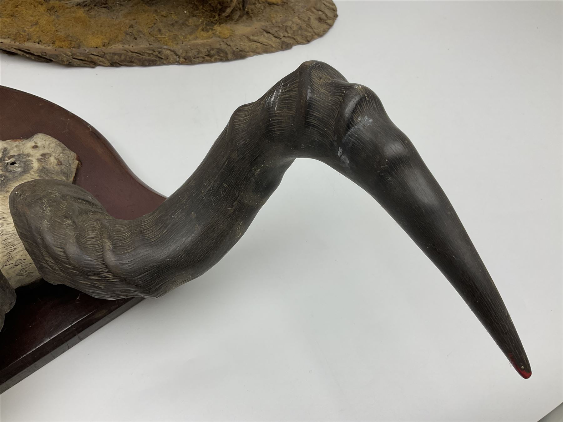 Taxidermy; Ring-necked Pheasant (Phasianus colchicus), adult female mount on open display, together with Pair of Hartebeest (Alcelaphus buselaphus) horns with upper skull, mounter upon a wooden shield, pheasant H40cm 