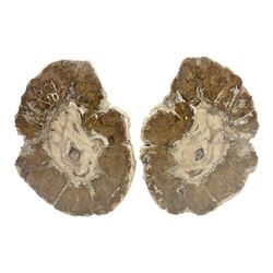 Pair of polished petrified wood slices, sliced in cross-section and polished to both sides, some growth rings still visible, texture to edges, L12cm, W9cm