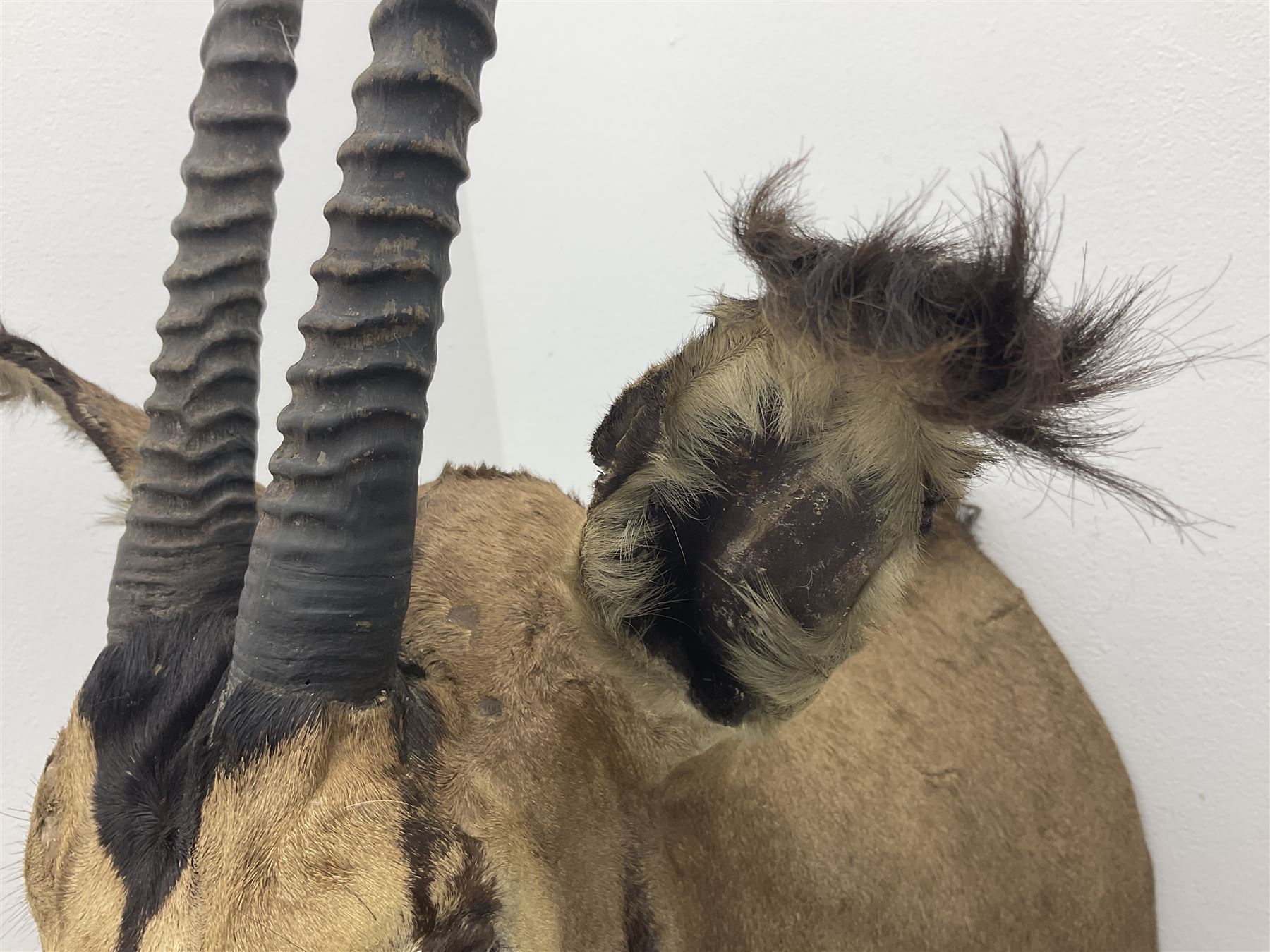 Taxidermy: Fringed-eared oryx (Oryx beisa callotis), circa 1960, by Rowland Ward Ltd,  adult male shoulder mount looking straight ahead, D62cm