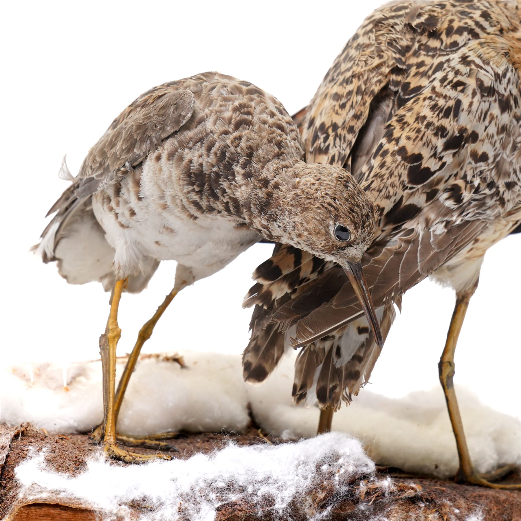 Taxidermy - Ruff (Calidris Pugnax), three adult mounts on naturalistic base, including base H24cm