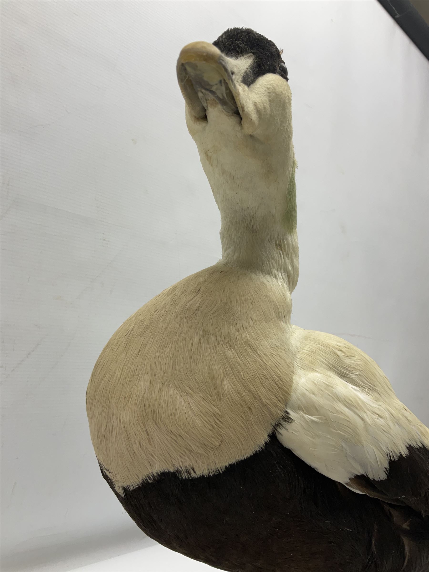 Taxidermy: Common Eider (Somateria Mollisima), full mount drake, upon an oval base, decorated with oyster shells, H42cm