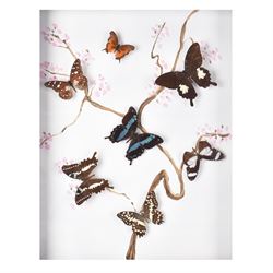 Entomology: Single glazed display of butterflies, circa 20th century, single glazed display containing seven various specimens, including green-banded swallowtail, and amauris crawshayi, pinned upon foam backing, enclosed within a glazed ebonised display case the backdrop painted with blossoming branches , H49cm, L39cm