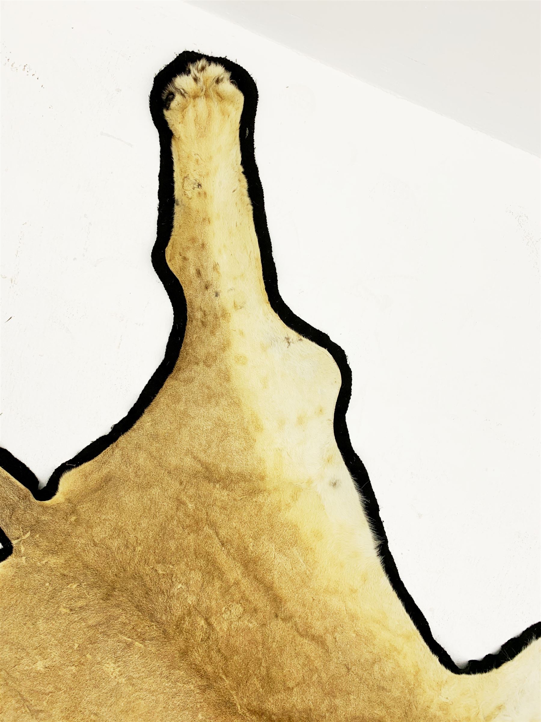 Taxidermy: African Lioness (Panthera Leo), full lioness skin and head mount, with black felt backing, L279cm