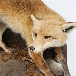Taxidermy: Fox (Vulpes vulpes), full male adult mount on open display, in crouching position upon a naturalistic rocky base, Carl W Church Taxidermy, Pickering, H56cm
