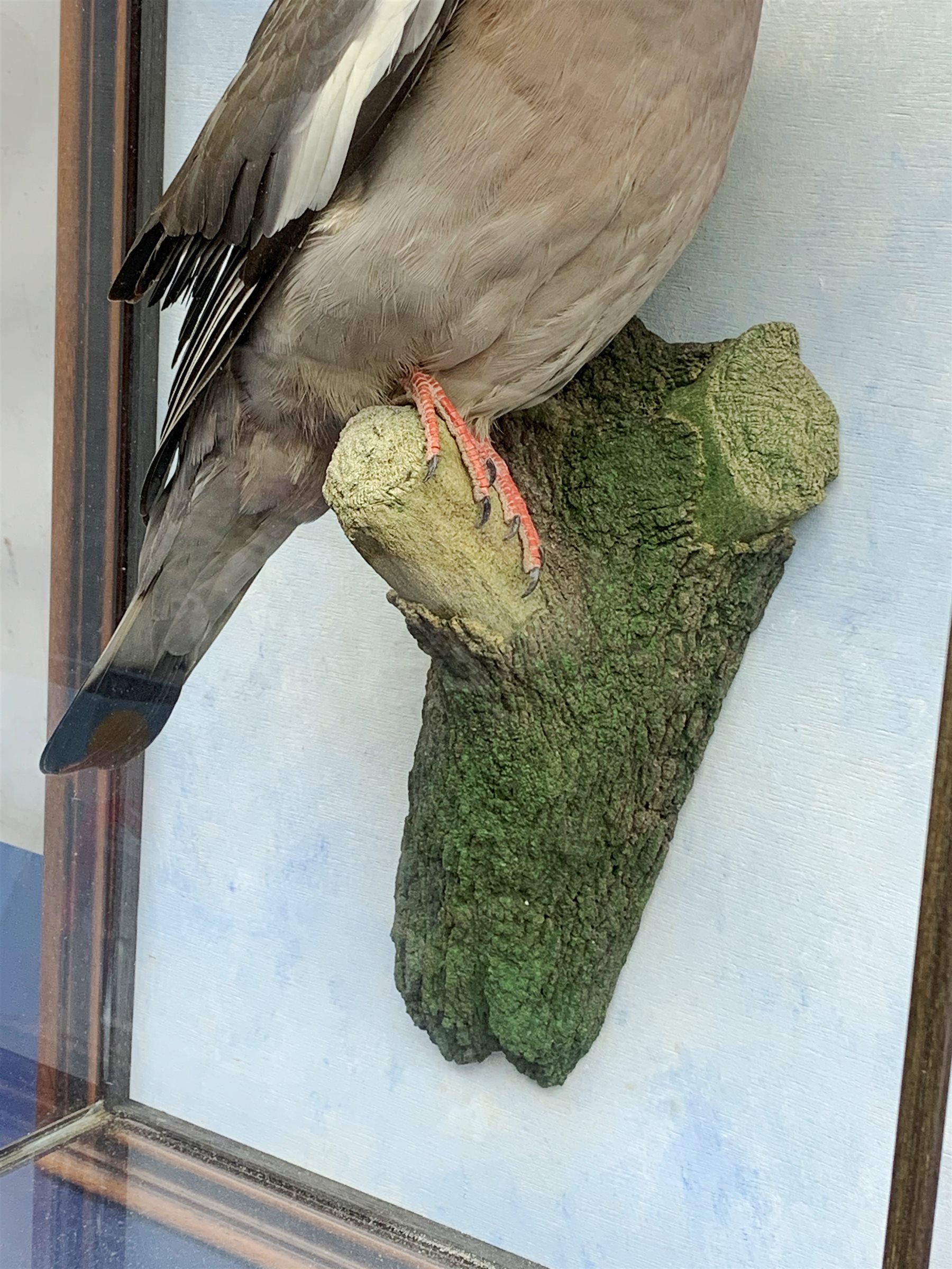 Taxidermy: 20th century cased common wood pigeon (Columba palumbus), full mount perched upon branch section, set against a painted sky backdrop, encased within a five pane display case with frame mount, with taxidermists paper label verso detailed David Astley Taxidermist, H63cm L45cm D18.5cm 