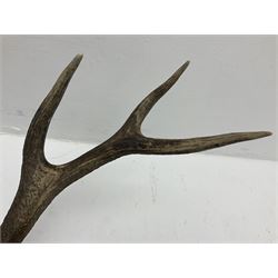 Antlers/Horns: European Royal Red Deer Antlers (Cervus elaphus hippalaphus), twelve point antlers, mounted upon a carved and pierced shield H120cm D64cm