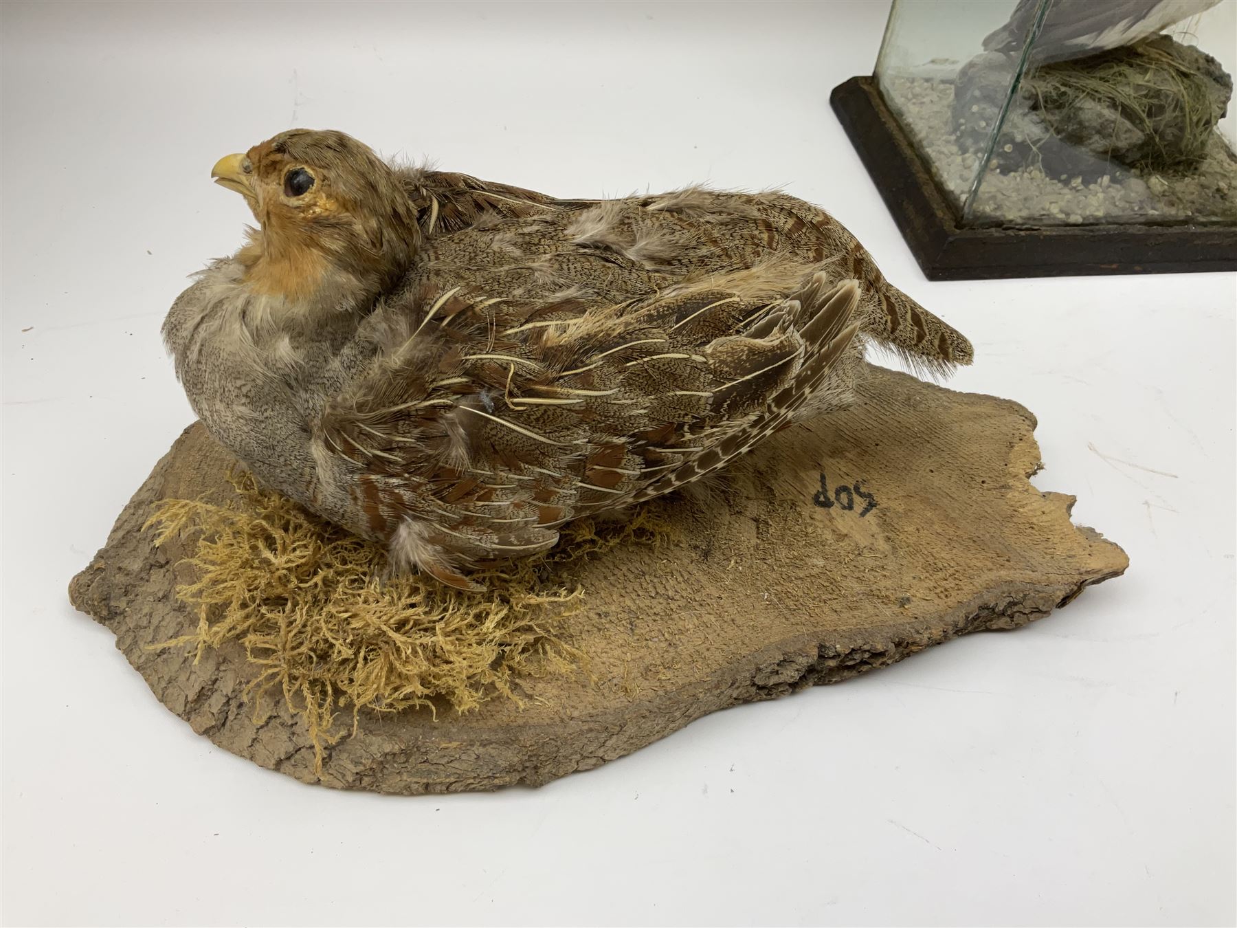 Taxidermy: Female green-winged teal duck (Anas carolinensis), on open display upon tree mount detailed with moss H15.5cm, together with gray partridge (Perdix perdix), on open display upon tree mount detailed with moss, H16cm and a cased young guillemot, standing on a naturalistic base, encased within a five pane display case, H27cm. 