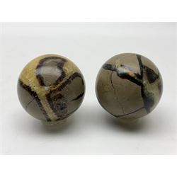 Pair of septarian spheres, polished, with a calcite centre and argonite/siderite lines within limestone rock, D6cm