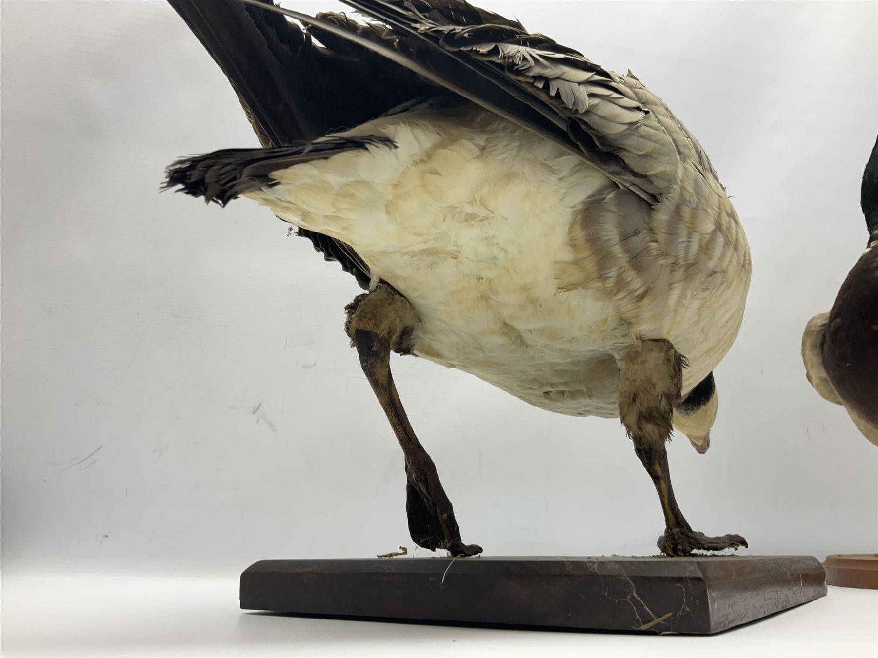 Taxidermy; Barnacle goose (Branta leucopsis), full adult mount, upon a rectangular base, together with Mallard (Anas platyrhynchos), full mount drake, upon an oval base, goose H28cm