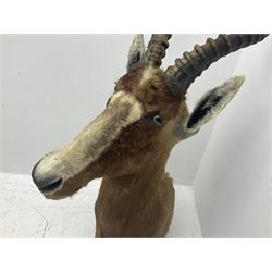 Taxidermy: Blesbok (Damaliscus phillipsi), adult male shoulder mount looking straight ahead, D51cm