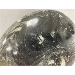 Large polished goniatite, age Devonian period, location Morocco, H16cm, L22cm