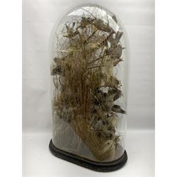 Taxidermy; large Victorian domed taxidermy diorama study of birds, with seventeen specimens including Ring Necked Parakeet, Blue Winged Warbler and Blackbird, the glass dome upon an ebonised wooden base, H77cm, W44cm