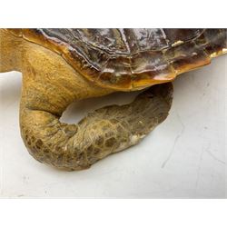 Taxidermy: Hawksbill Sea Turtle (Eretmochelys imbricata), juvenile full mount, beak to shell base L43cm