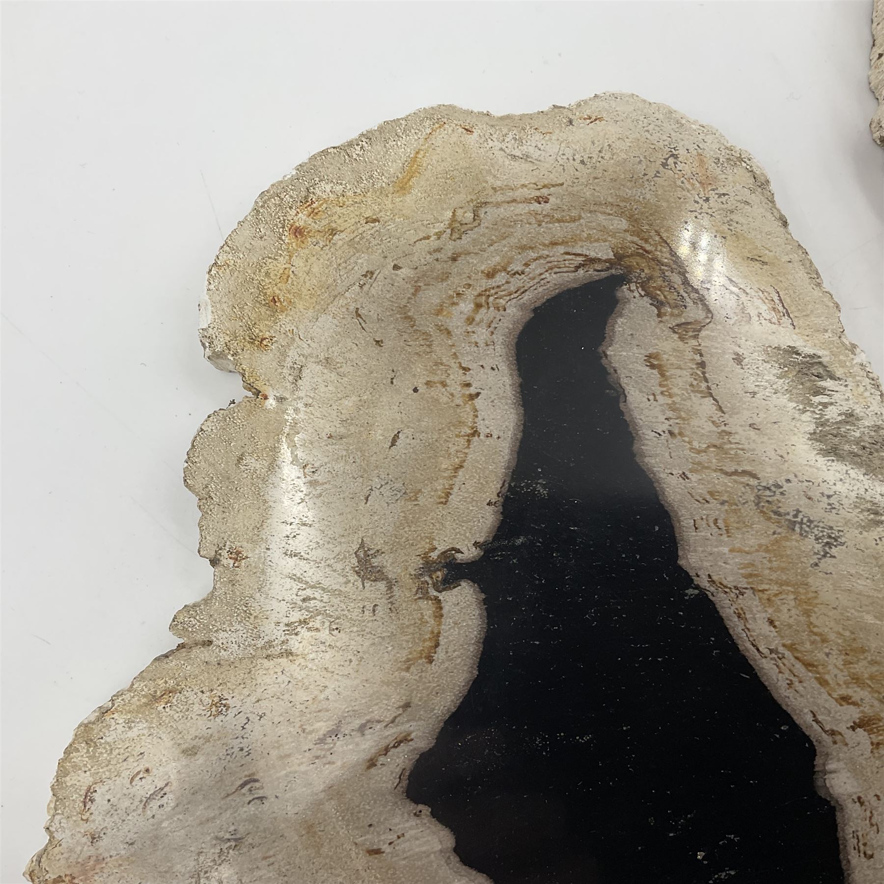 Pair of polished petrified wood slices, sliced in cross-section and polished to both sides, some growth rings still visible and a blackened centre, texture to edges, H17cm, L28cm