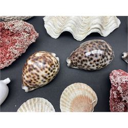 Conchology: collection of dried coral specimens together with a large collection of shells including cowrie shell, etc 