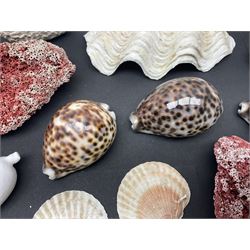 Conchology: collection of dried coral specimens together with a large collection of shells including cowrie shell, etc 