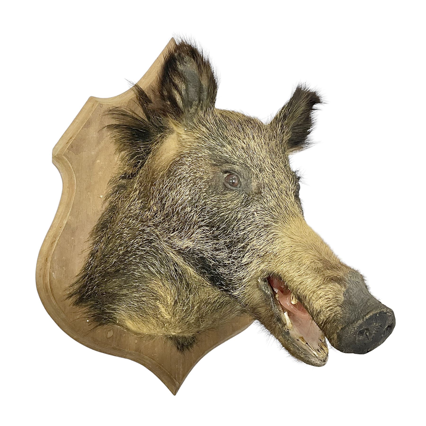 Taxidermy: European Wild Boar (Sus scrofa), adult male shoulder mount looking straight ahead mouth agape, mounted upon a wooden shield, D52cm