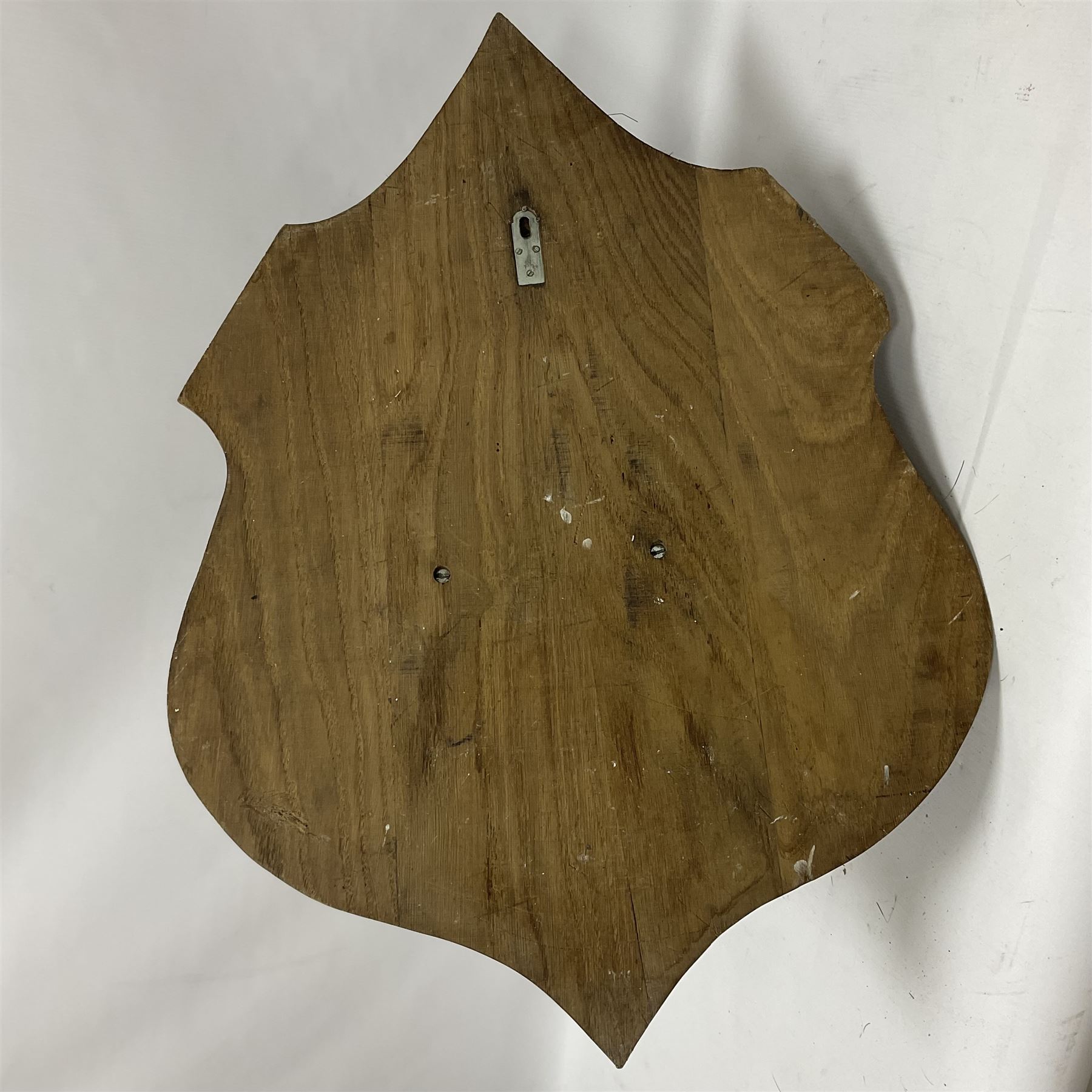 Taxidermy: European Wild Boar (Sus scrofa), adult male shoulder mount looking straight ahead mouth agape, mounted upon a wooden shield, D52cm