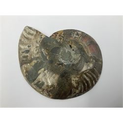 Two ammonite fossil slices, with polished finish, age: Cretaceous period, location: Madagascar, D12cm