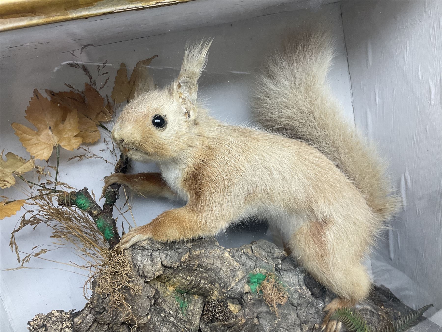 Taxidermy: Red Squirrels (Sciurus vulgaris), full adult mount, climbing a small cut tree stump, in a naturalistic setting, encased within a single pane display case, together with cased Ermine ((Mustela erminea), full adult mount, in a ebonised single pane display case, squirrel case, H35cm, L38cm