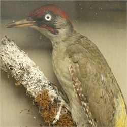 Taxidermy: European Green Woodpecker (Picus Viridis), full adult male mount upon a branch in a naturalistic winter setting, in display case, H33cm 