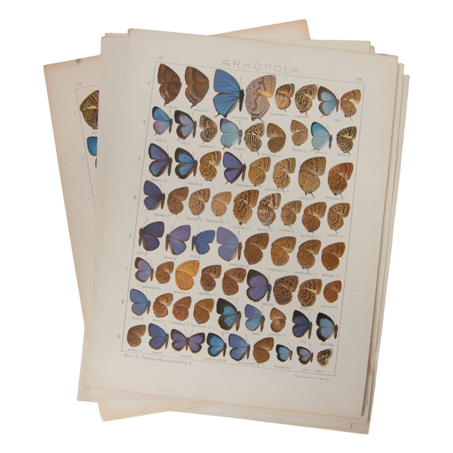 Seitz (Adalbert); collection of ten chromolithographic butterfly plates from Fauna Indo-Australica, mainly of specimens from the Lyceanidae family, circa 1907 