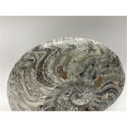 Polished Goniatite; Devonian period, H14cm, L17cm