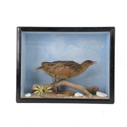 Taxidermy; cased Corn Crake (Crex crex),  full adult mount adult looking straight ahead, s...