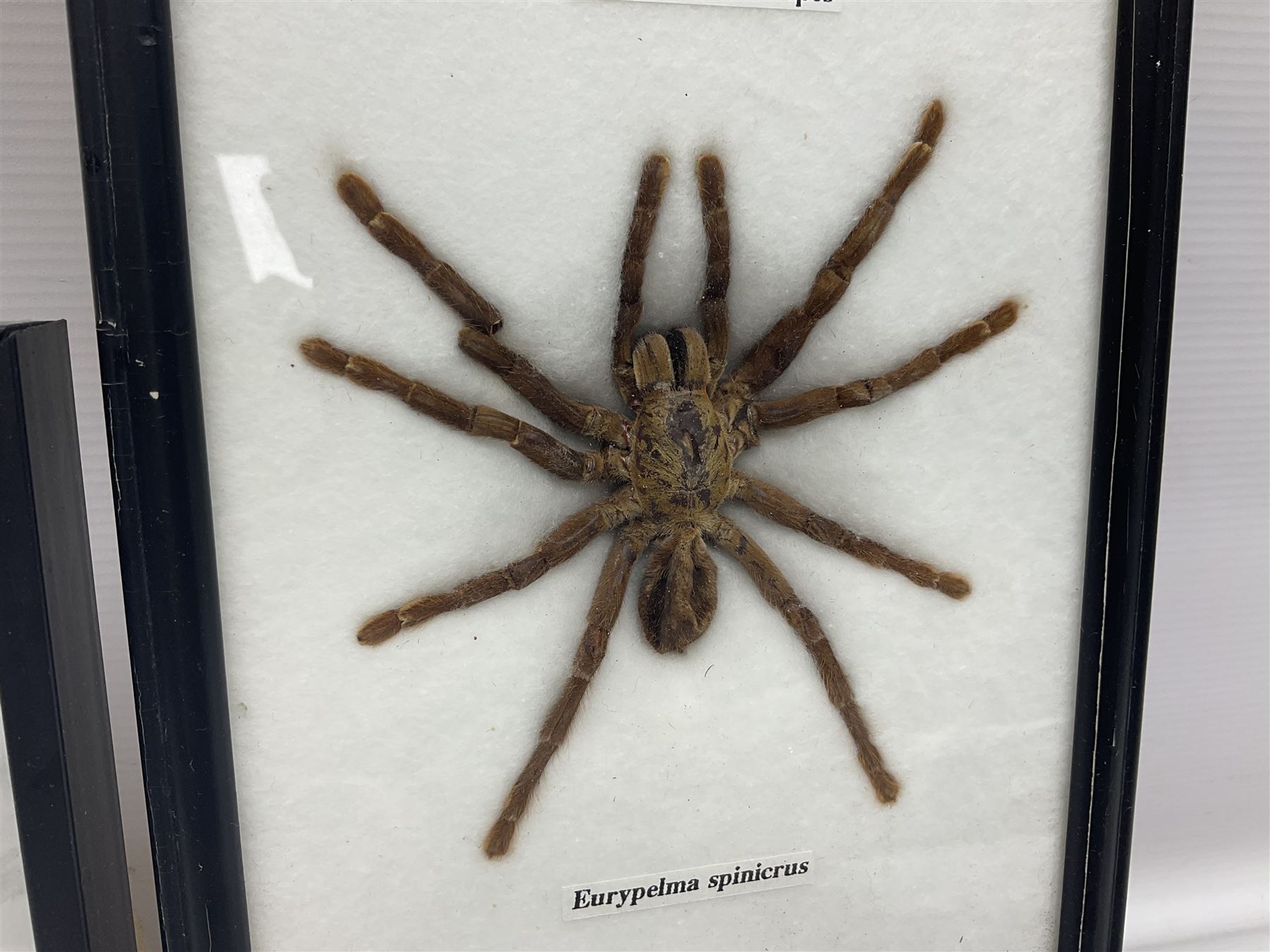 Entomology: Framed set of three specimens comprising two Giant Forest Scorpions (palamnaeus fulvipes) and a Tarantula (eurypeima spinicrus), together with another framed Giant Forest Scorpions (palamnaeus fulvipes)