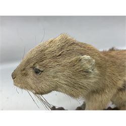 Taxidermy; Pine Marten (Martes martes) or similar, full adult mount mounted on a naturalistic branch, together with a weasel (Mustela) on a wooden plinth, pine marten H34cm