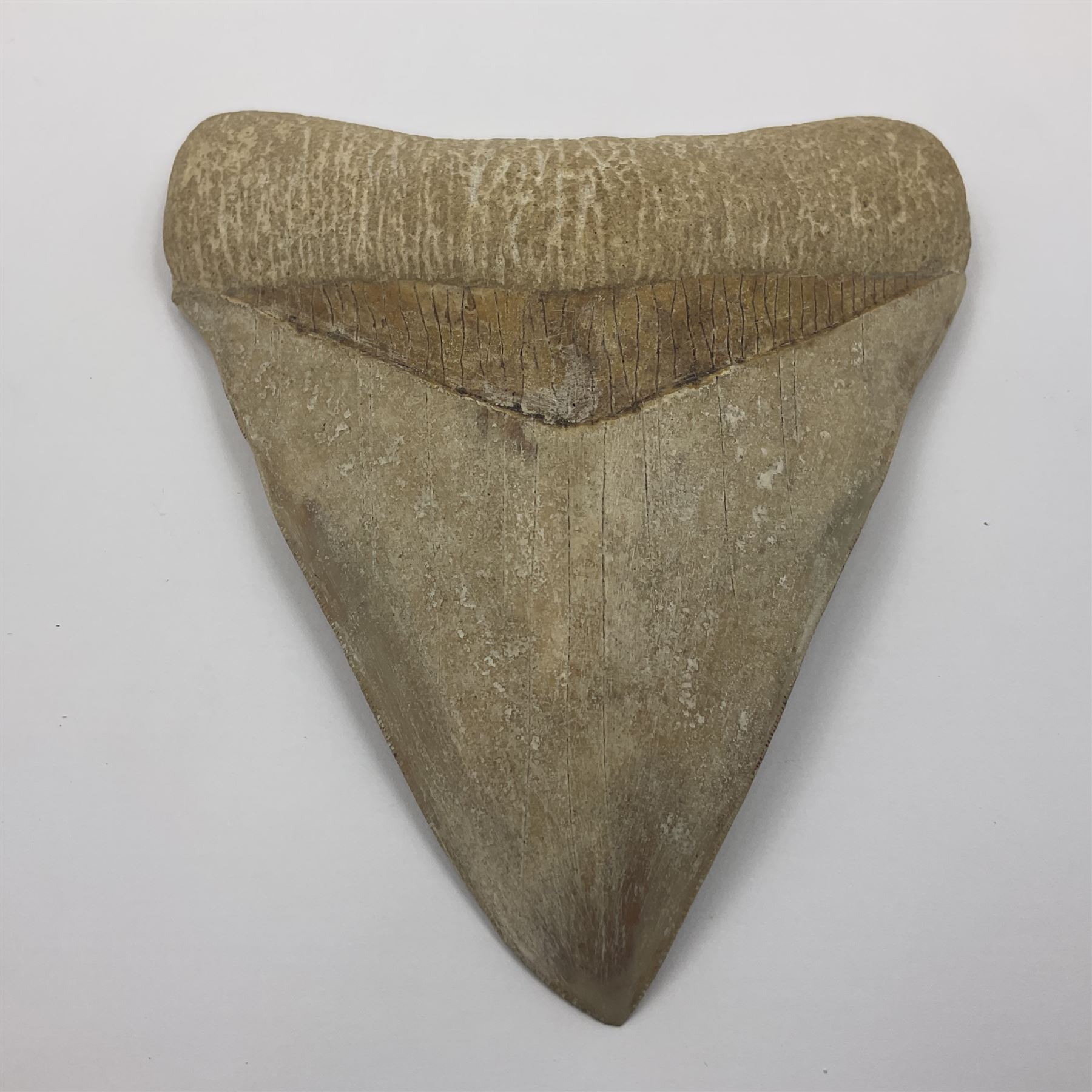 Large Megalodon (Otodus Megalodon) tooth fossil, age; Miocene period, H13cm, W13cm