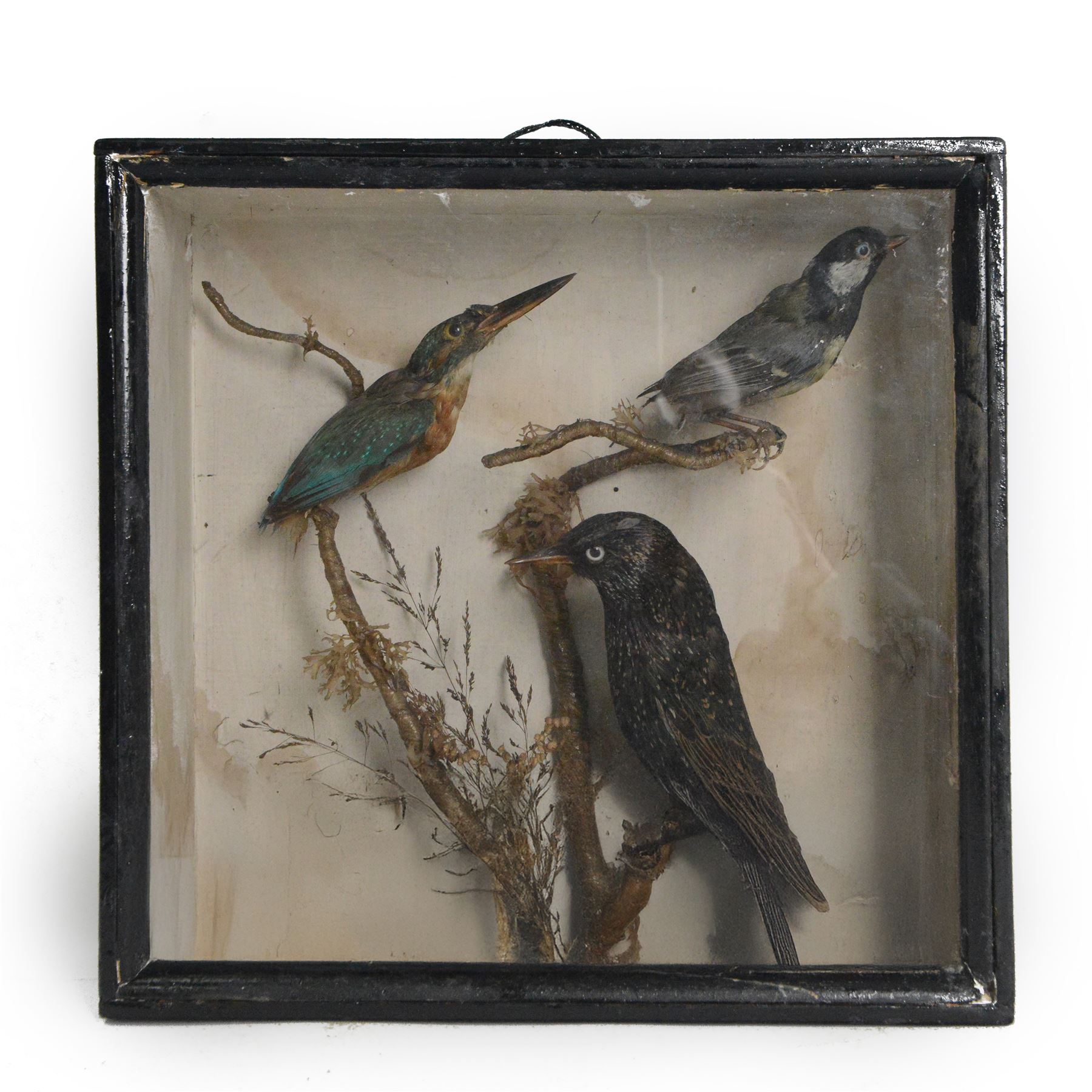 Taxidermy; cased bird diorama, comprising Kingfisher (Alcedinidae), Common Starling (Sturnus vulgaris) and Blue Tit (Cyanistes caeruleus), upon a branch,  encased within an ebonised three pane display case, H31cm 