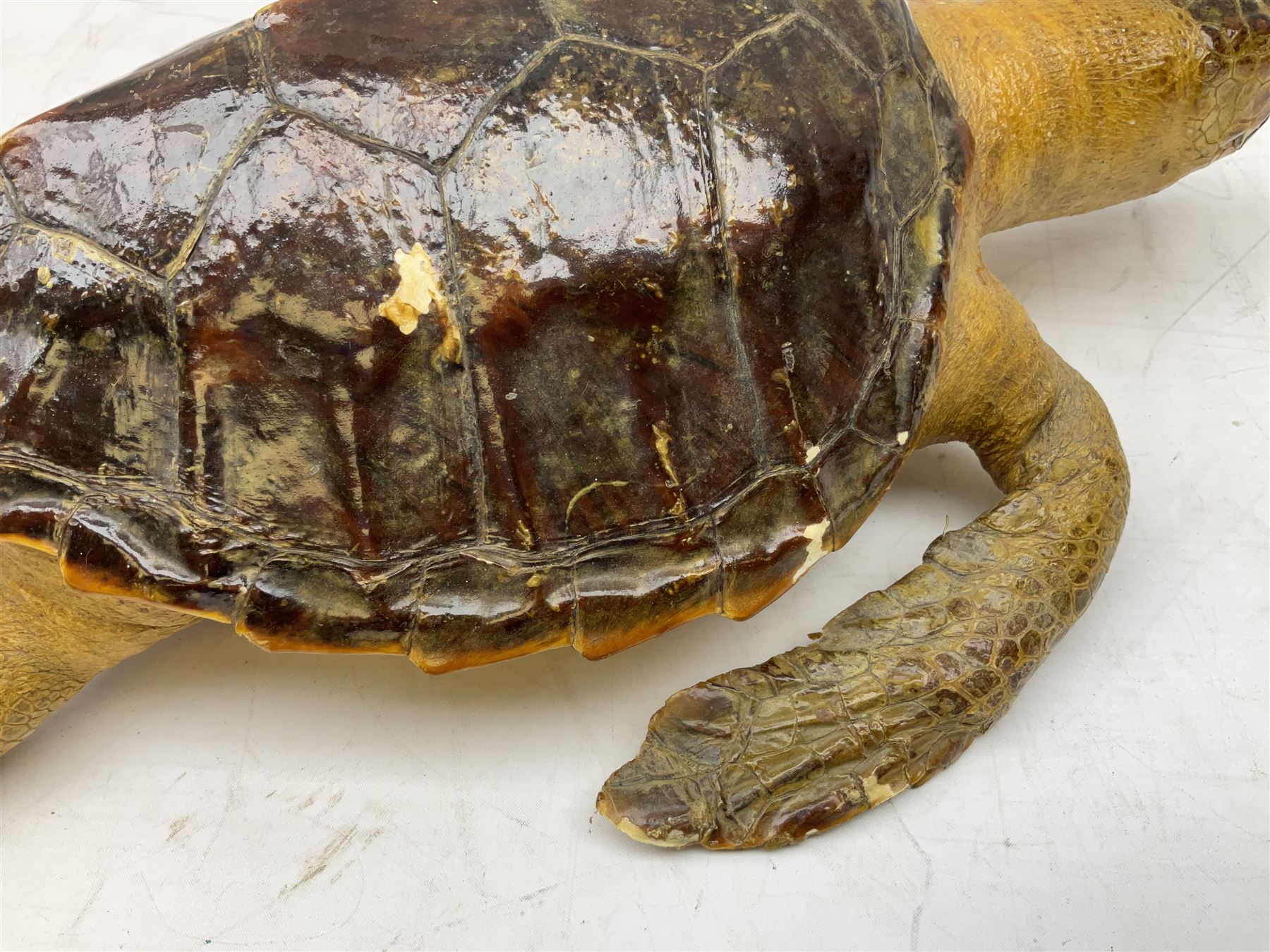 Taxidermy: Hawksbill Sea Turtle (Eretmochelys imbricata), juvenile full mount, beak to shell base L43cm