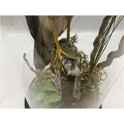 Taxidermy; Victorian European Sparrowhawk (Accipiter nisus), a full mount adult with pray,  perched upon a tree stump amidst a naturalistic setting, encased within a glass dome with an ebonised base, H55cm