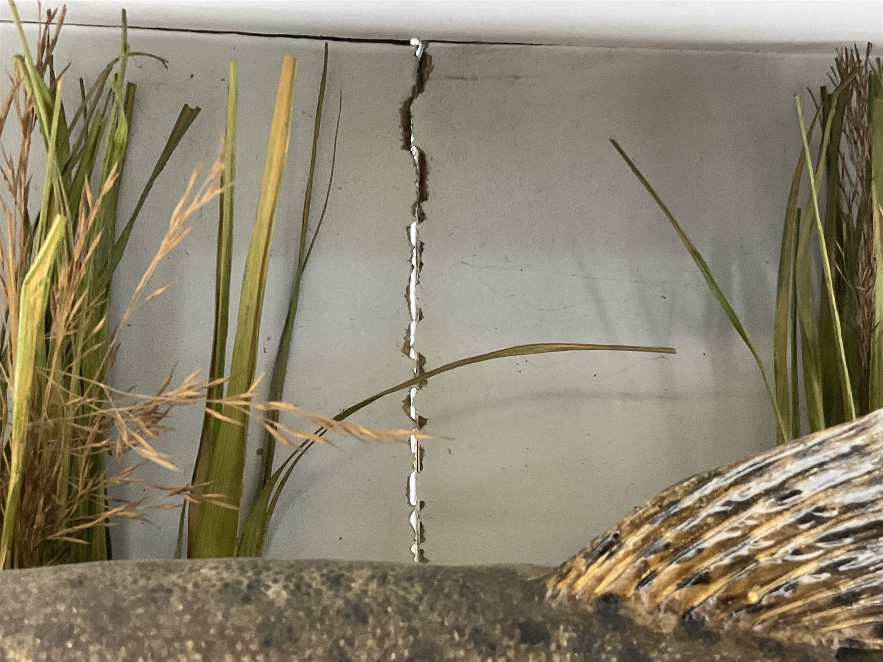 Taxidermy: Brown trout (Salmo trutta), preserved by John Cooper & Sons, 28 Radnor Street, St Luke's, London, skin mount set above a pebbled river bed with reeds and grasses, set against blue painted back drop, inscription to the back drop 'Trout caught by Rev R.S. Ricketts at Kirkham Bridge July 1st 1890, artificial fly, weight 1.5lb', L50cm H26cm 