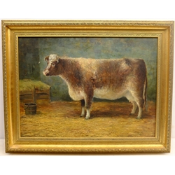  Johnson Hedley (British 1848-1914): Portrait of a Shorthorn Cow in Stable setting, oil on canvas signed 49cm x 67cm  