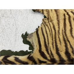 Skins/Hides: Victorian Tiger skin rug (tigris tigris), with green backing with scalloped edges,  L188cm  