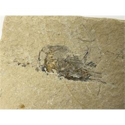 Two fossilised shrimp (Aeger tipularius) each in an individual matrix, age; Cretaceous period, location; Carpopenaeus callirostris Hjoula, Lebanon, largest matrix H9cm, L10cm