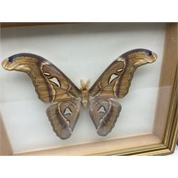 Entomology: Twelve framed displays contain thirteen specimens of tropical moths and butterflies, each mounted within gilt wall hanging picture frames of various sizes, specimens including Morpho Godarti, Caligo idomeneus, Cisseis morpho, Cathosia biblis etc, largest L35cm W30cm 
