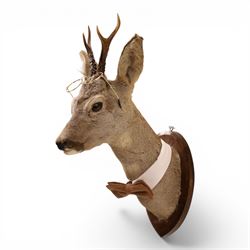 Anthropomorphic Taxidermy - Roe Deer (Capreolus capreolus), smartly dressed in spectacles and bowtie, mounted on wooden shield, H50cm