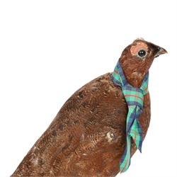 Taxidermy: Red Grouse (Lagopus lagopus) and Melanistic Cock Pheasant (Phasianus colchicus), roe deer shoulder mount (Capreolus capreolus)