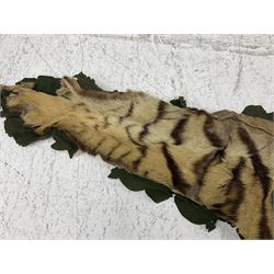 Skins/Hides: Victorian Tiger skin rug (tigris tigris), with green backing with scalloped edges,  L188cm  