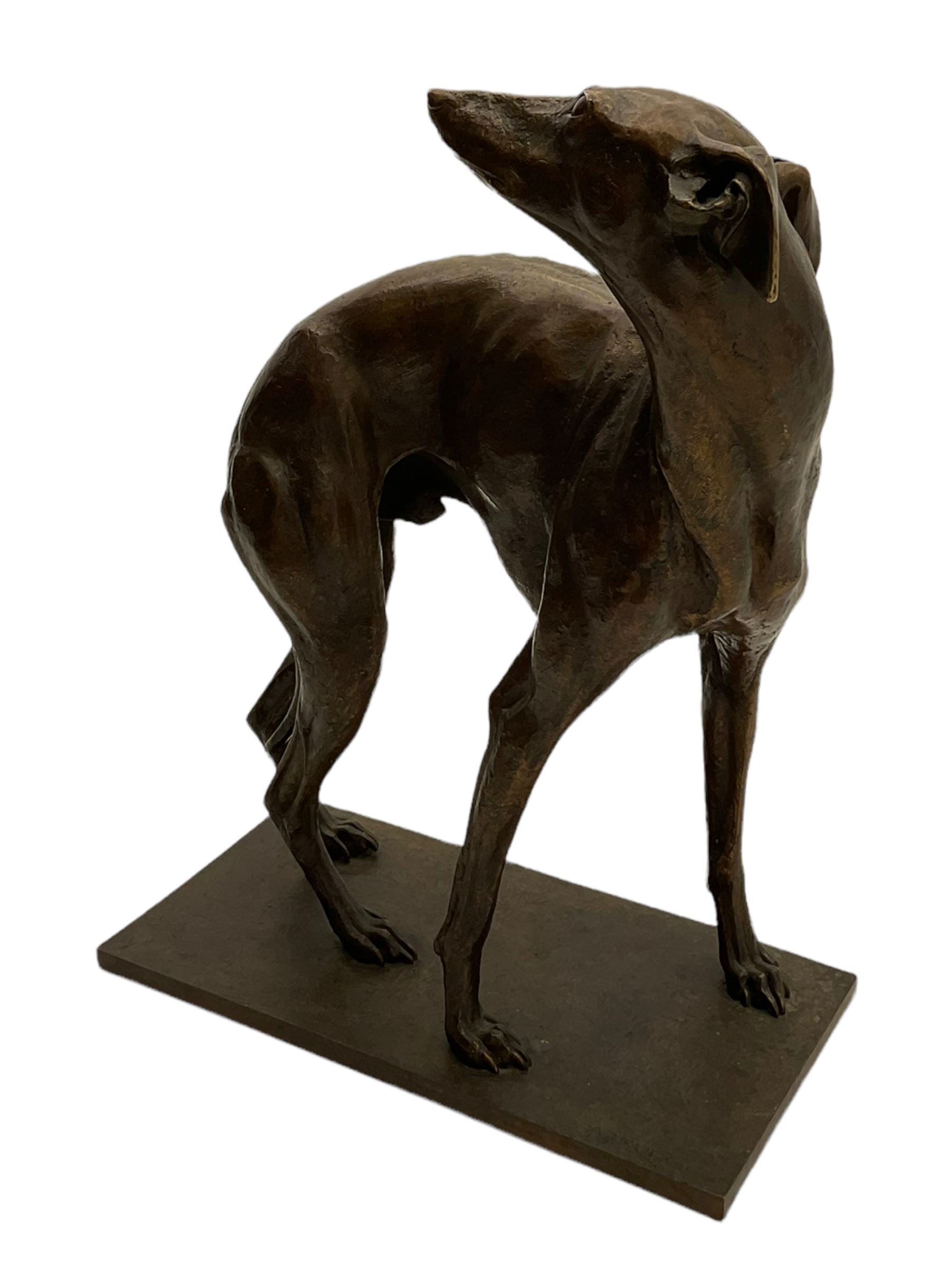 Sally Arnup FRBS, ARCA (1930-2015): Whippet Standing, bronze, signed and numbered VIII/X, upon short rectangular plinth, overall H63cm L49cm W23.5cm 


