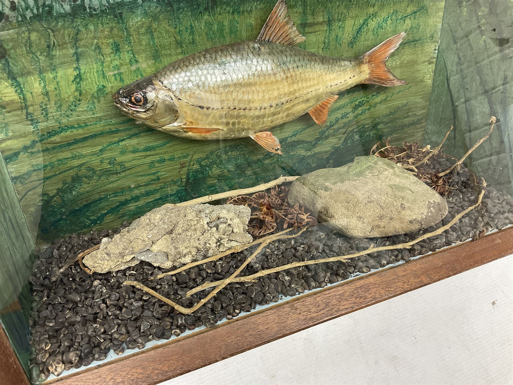 Taxidermy: Cased Rudd (Scardinius) adult mount set above a pebbled river bed, encased within a ebonised single pane display case, H30cm, L46cm