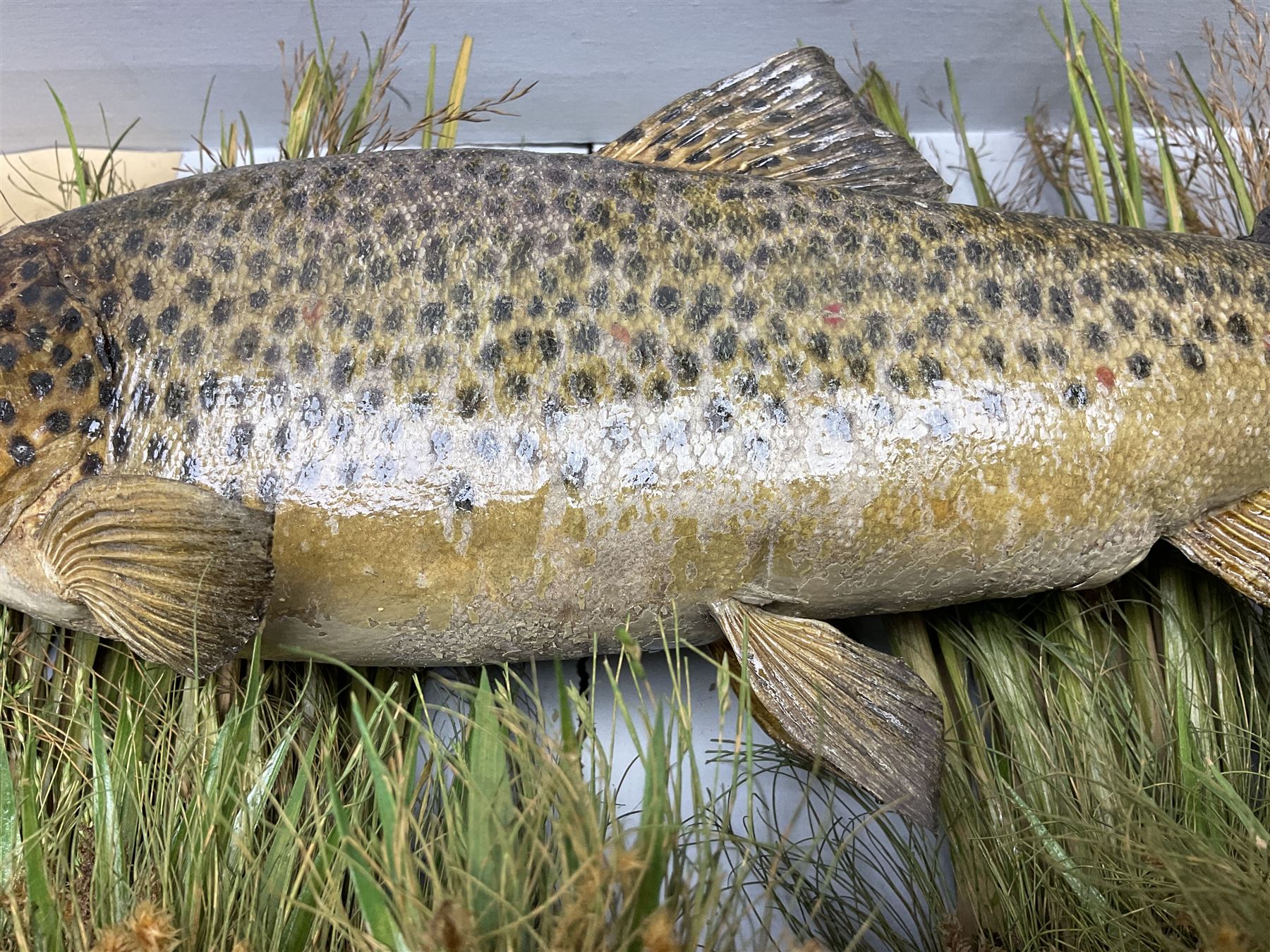 Taxidermy: Brown trout (Salmo trutta), preserved by John Cooper & Sons, 28 Radnor Street, St Luke's, London, skin mount set above a pebbled river bed with reeds and grasses, set against blue painted back drop, inscription to the back drop 'Trout caught by Rev R.S. Ricketts at Kirkham Bridge July 1st 1890, artificial fly, weight 1.5lb', L50cm H26cm 