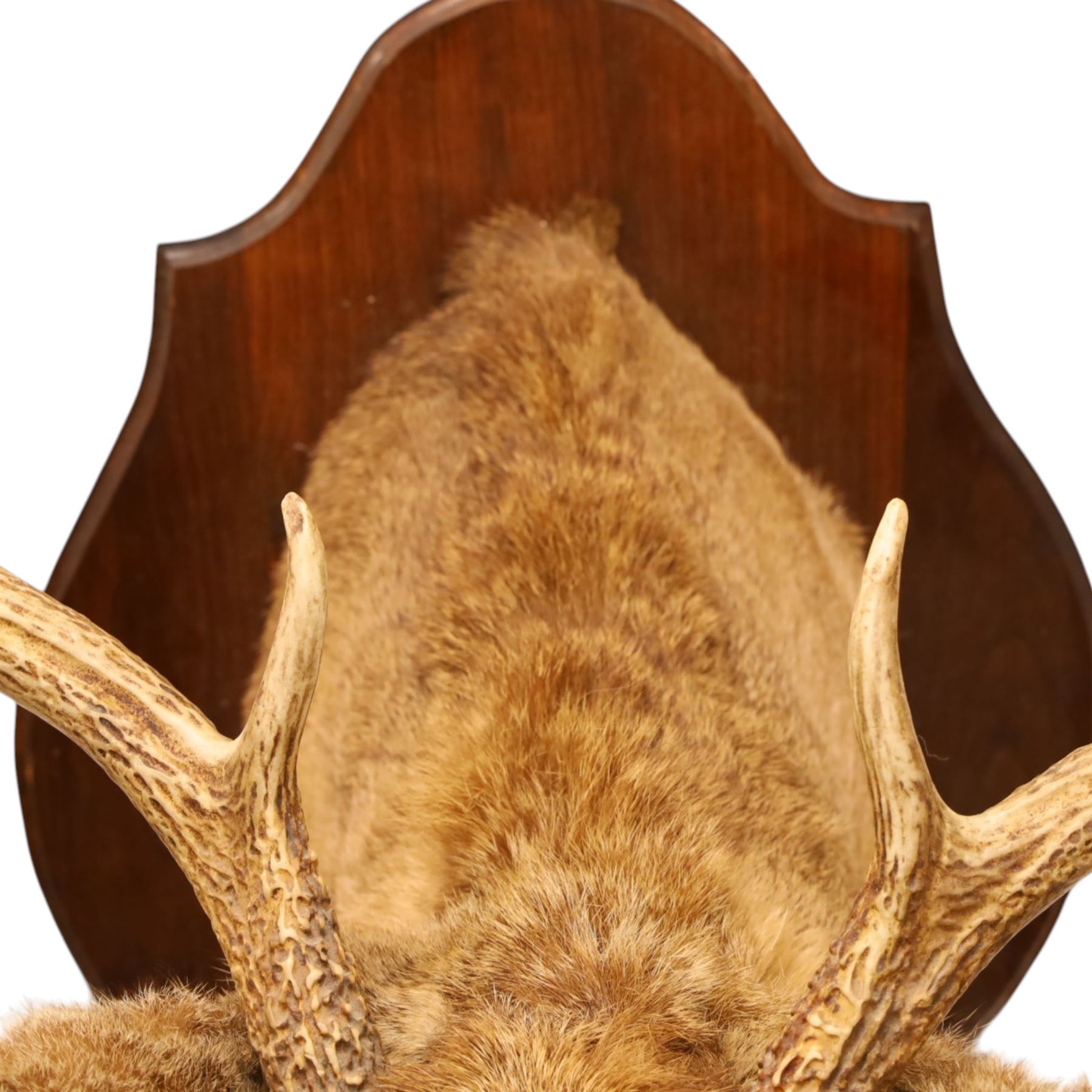 Taxidermy - White-tailed Deer (Odocoileus virginianus), adult male stag shoulder mount looking outward, eight-point antlers mounted on wooden shield, projection from wall 63cm 